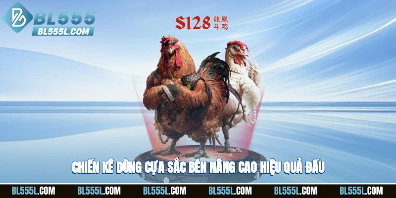 Chiến kê dùng cựa sắc bén nâng cao hiệu quả đấu