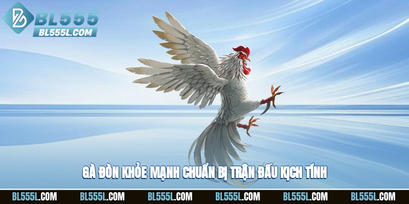 Gà đòn khỏe mạnh chuẩn bị trận đấu kịch tính