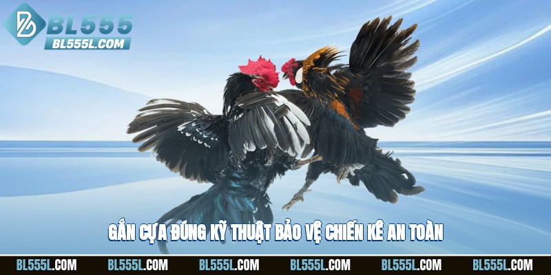 Gắn cựa đúng kỹ thuật bảo vệ chiến kê an toàn